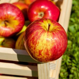 紐西蘭加拉蘋果#120-10入(每粒約150克)