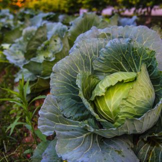 雪翠高麗菜 高麗菜中的極品 約3斤±10%