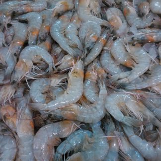 活力白蝦 60/70規格(蝦子形體中)250g/盒 有15-16隻